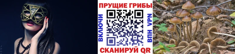 где купить наркоту  Магас  Галлюциногенные грибы Psilocybe 